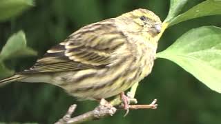 Pájaro Serinus serinus hembraVerdecillo hembra unjardinsosteniblecom [upl. by Quita]