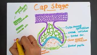 CAP STAGE  TOOTH DEVELOPMENT  Part 3  DrDHerin [upl. by Anas970]