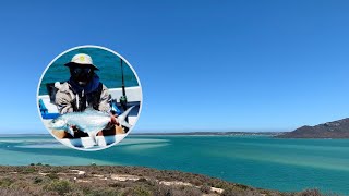 Beautiful Garrick in Langebaan Lagoon  Leervis [upl. by Philip]