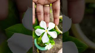 SHORT  ELEGANT WHITE CATHARANTHUS ROSEUS 🌸🌸🌸 [upl. by Scammon780]