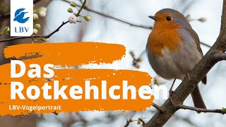 Das Rotkehlchen Erithacus rubecula Steckbrief  Gesang Vogelarten kennen lernen mit den Experten [upl. by Rayford45]