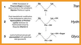 Collagen Synthesis [upl. by Sanoy576]