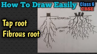 How to draw taproot and fibrous root step by stephow to draw fibrous roottap root system diagram [upl. by Reinwald690]