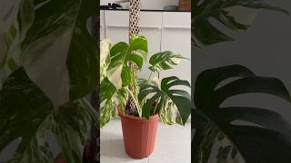 Koleksiku 💐 monsteraplant monstera monsteravariegata monsteraobliqua [upl. by Ubana]