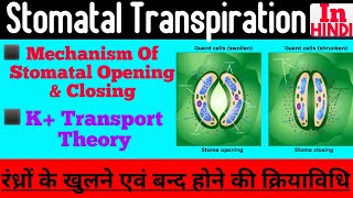 Mechanism Of Stomata Opening And Closing In Hindiरंध्रों के खुलने एवं बन्द होने की क्रियाविधि [upl. by Carr996]