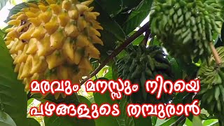 Rollinia Deliciosa  Biriba Fruit Plantമരവും മനസ്സും നിറയെ പഴങ്ങളുടെ തമ്പുരാൻ [upl. by Weldon582]