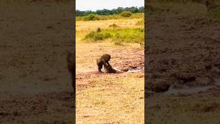 Reckless Baboons Fall Entering the Crocodiles Kingdom shorts wildlife [upl. by Nomzed]