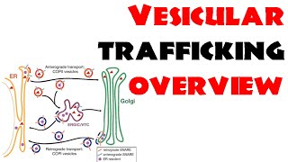 Vesicle trafficking  vesicle transport in cell [upl. by Enneirb]