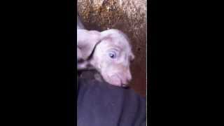 Baby Weimaraner von Hubertus [upl. by Aramak]