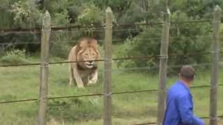 Lion at Addo Elephant Park [upl. by Kauppi]