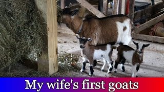 My Wife bought her First Goats [upl. by Varion]