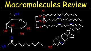 Macromolecules Review [upl. by Nodyarb784]