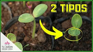 🌱 TIPOS de germinación Epigea  Hipogea Según cotiledones [upl. by Brasca]