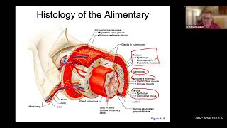 Digestive Tract serosa muscularis submucosa mucosa and peritoneum [upl. by Cherry652]