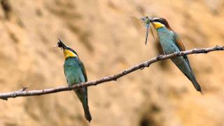 Bienenfresser  European Beeeater  Merops apiaster [upl. by Konikow]