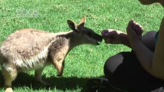 Wallaby Encounter at Adelaide Zoo [upl. by Derek657]