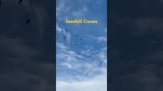 Sandhill Cranes overhead [upl. by Augustina960]