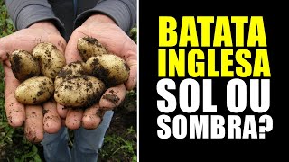 BATATA INGLESA GOSTA DE SOL OU SOMBRA [upl. by Noyart]