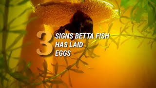 3 Signs Betta Fish Have Finished Spawning Laid Eggs  What To Do Next [upl. by Gabbie45]