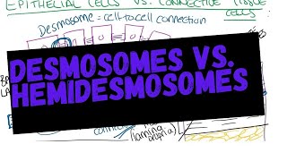 Desmosomes vs Hemidesmosomes and rete ridges [upl. by Sansen268]