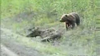 BEAR EATS A MOOSE ALIVE [upl. by Early]