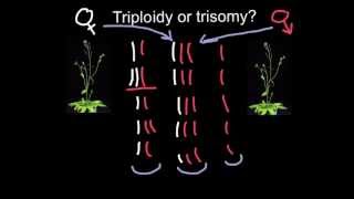 Triploidy or Trisomy what is the difference [upl. by Araj]