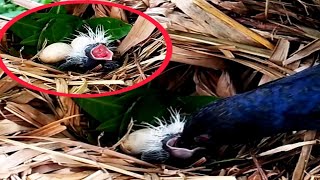 Greater coucal Bird brings insects for babies to eatbirds [upl. by Edette86]