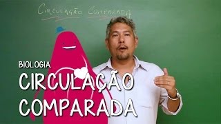 Circulação Comparada dos Invertebrados  Extensivo Biologia  Descomplica [upl. by Viridis]