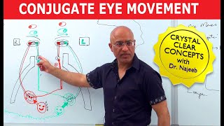 Saccades  Conjugate Eye Movement [upl. by Ariajay]