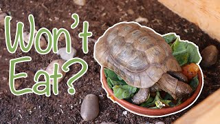 What to do if tortoise is not eating food Tortoise refusing food [upl. by Nash607]