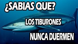 ¿SABIAS QUE Los Tiburones No Pueden Dormir [upl. by Stanhope753]