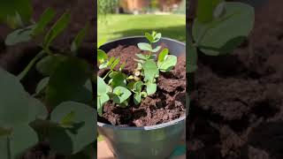 Potting on and coppicing Eucalyptus seedlings [upl. by Altman636]