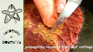 Propagating Begonias From Leaf Cuttings 1 of 2 [upl. by Iroc809]