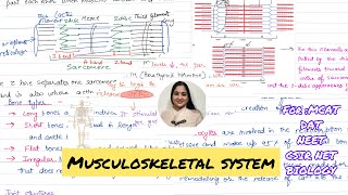 Musculoskeletal System  Bones Muscles and Joints 🗣️ [upl. by Eidak805]