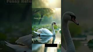 beautiful birds funny water nature sea coral video birds sorts river ponds bird [upl. by Emilia]