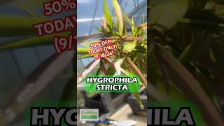 🚨50 OFF 🚨 Hygrophila Stricta Red Stem UNIQUE Plant TODAY ONLY 91824 [upl. by Enitram]