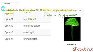 Acetabularia Umbrella plant  is 10 cm long single celled marine green alga and [upl. by Pope]