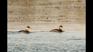 Blacknecked Grebe Dernford Reservoir Cambridgeshire 19924 [upl. by Nehte]