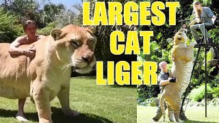 Liger  The Largest Cat in The World Compilation 1 [upl. by Nahtannoj778]