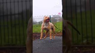 👑PITBULL VS BULLYMrBeast illusion asmrvideo trending viralvideo facts comedy ytshorts [upl. by Marilla]