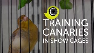 Training Canaries in Show Cages  The Canary Room Top Tips [upl. by Files264]