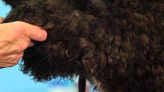 How to Demat Dogs Coat with the Master Grooming Tools Dematting Tool [upl. by Ledoux]