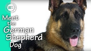 Meet The German Shepherd Dog [upl. by Mayhs]