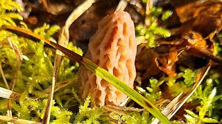 Morilles les premières de la Saison 2024 [upl. by Nydroj]