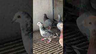 Who likes grizzle pigeon kalapati merpati racingpipigeons pigeon birdspecies kabootar bird [upl. by Fen10]