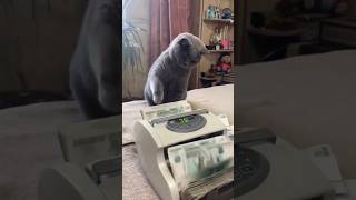 Money 🤑 counter 😺cat shaababies [upl. by Arhaz]