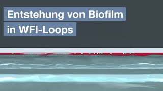 Entstehung von Biofilm in WFILoops [upl. by Venditti328]