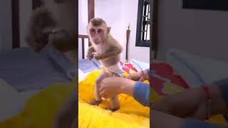 Bibi monkey goes out dirty and his mother cleans him and changes him into new clothes [upl. by Oidgime358]