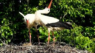 stork wading bird animal [upl. by Meeka]