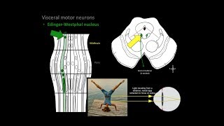 Brainstem Motor nuclei [upl. by Eenttirb]